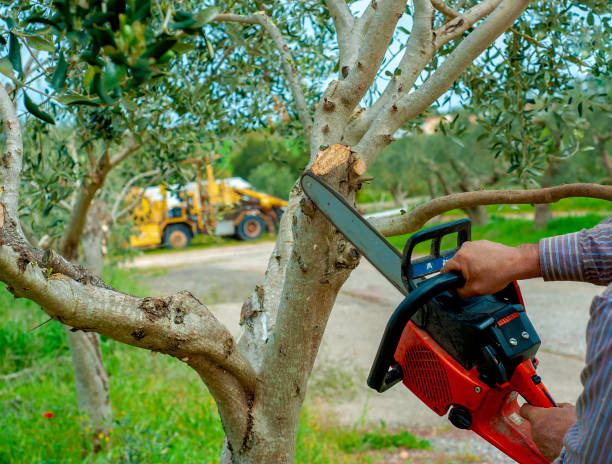 The Steps Involved in Our Tree Care Process in Perry, UT